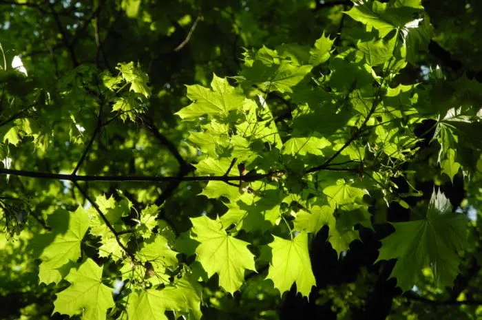 Home affordable tree care slc
