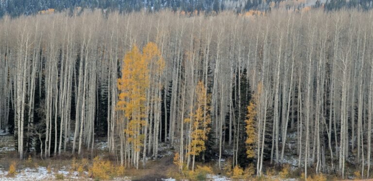 autumn aspens