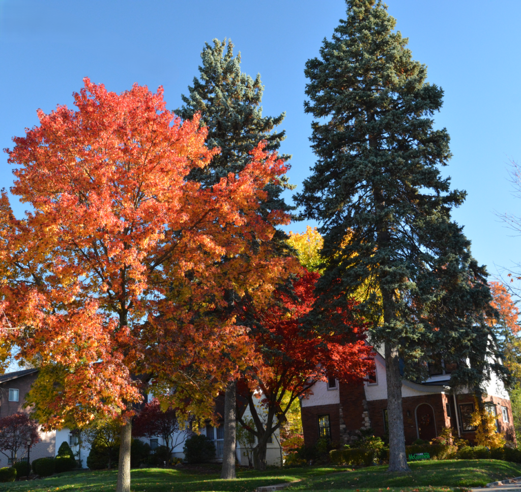 Dangerous Trees Utah Emergency Tree Removal Tree Safety Inspection