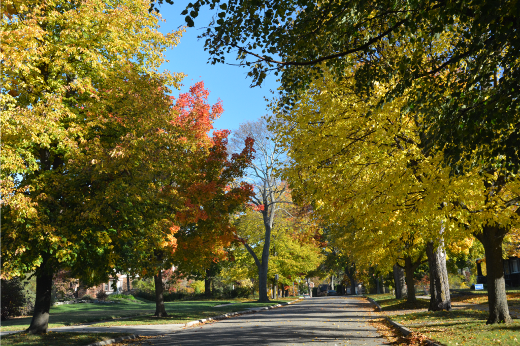 Why Your Utah Tree Service Is Losing Leads to "Ghost Profiles" (and How to Fix It) trees in the neighborhood utah