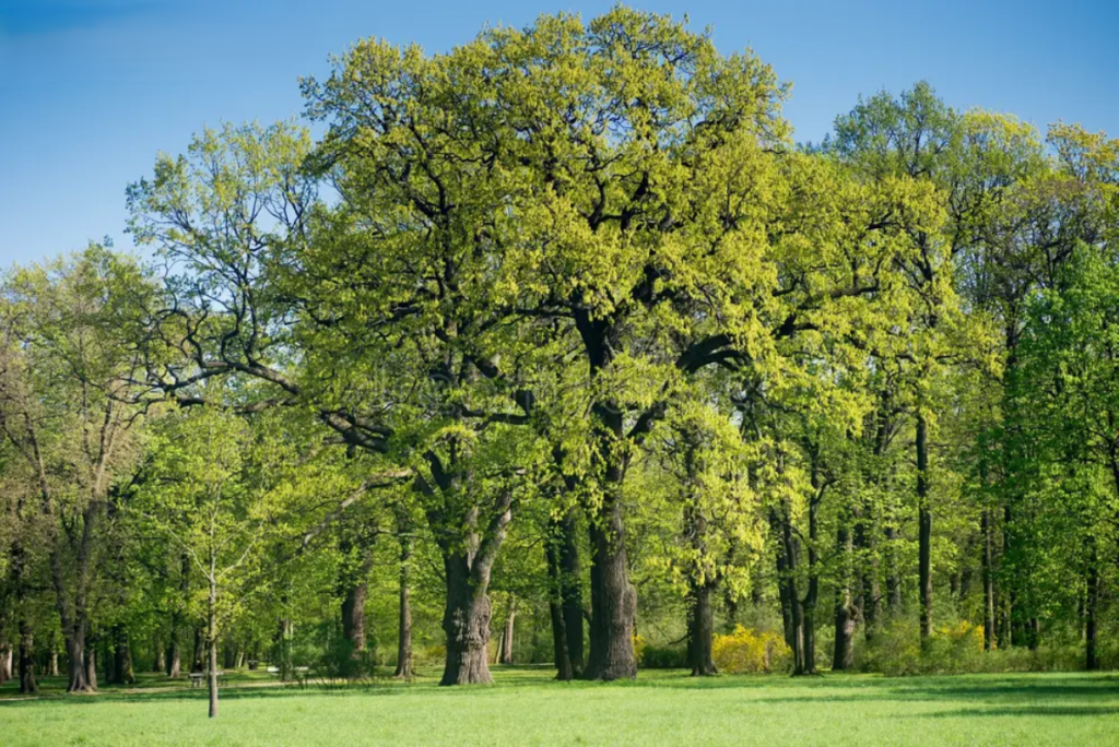 utah arborist certified tree service tree removal salt lake city