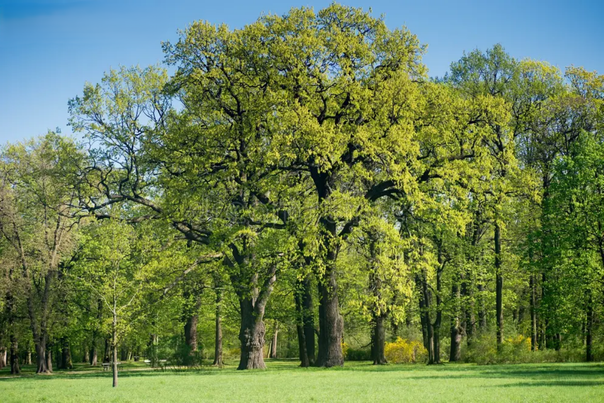 How to Choose a Certified Arborist in Utah: 5 Questions to Ask Before ...
