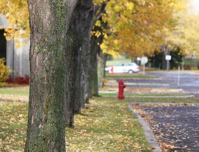 trees street autumn fall