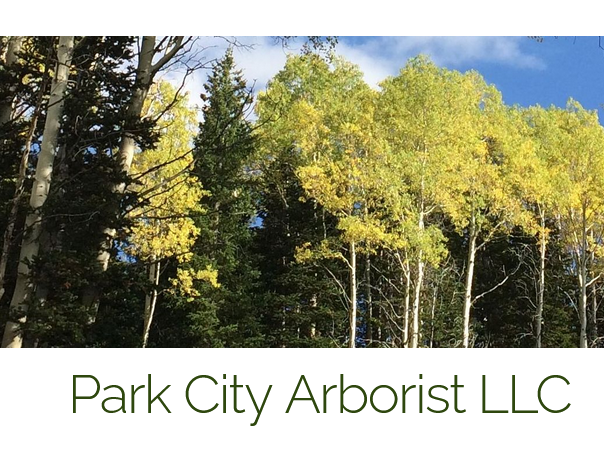 Home ParkCityArborist