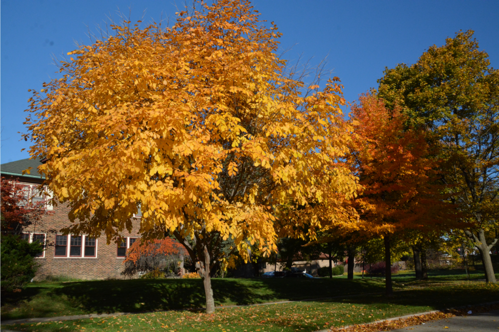 From "Listed" to "Lead-Magnet": How to Turn Your Directory Profile Into a 24/7 Salesperson tree service marketing utah