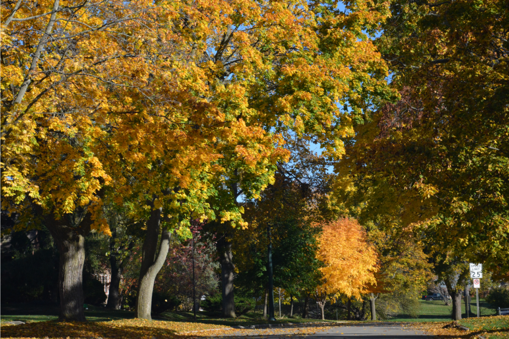 Professional arborist performing tree work in a Utah residential neighborhood.